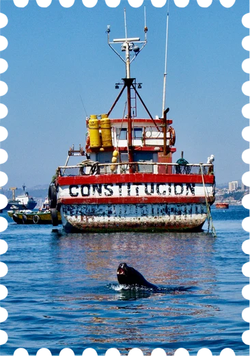 Lobo marino y barco en la bahía